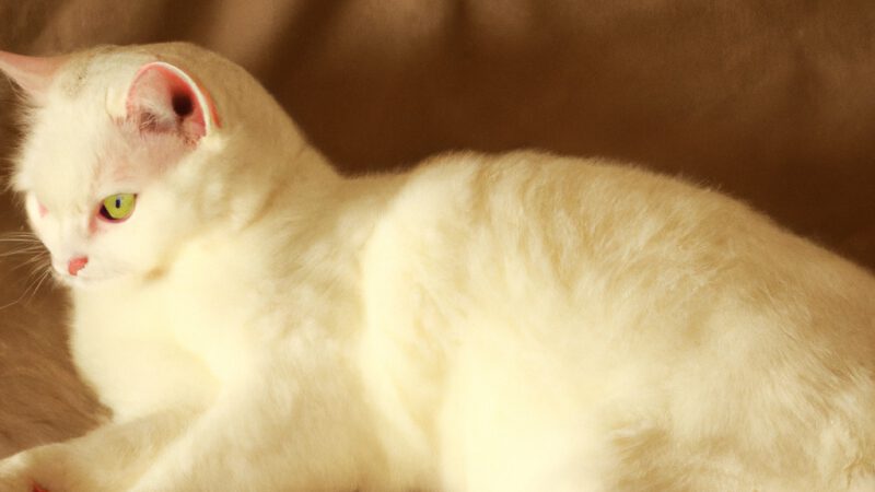 The Russian White Cat: Beauty in Snowy Fur