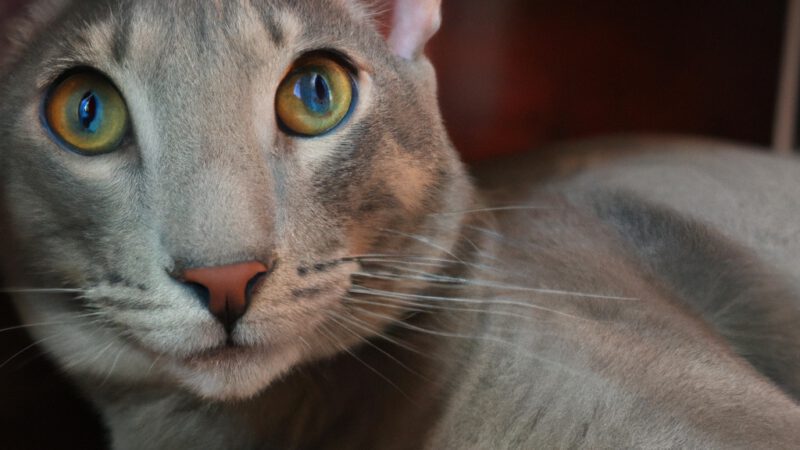 The Raas Cat: The Mesmerizing Feline Breed You’ve Got to Know