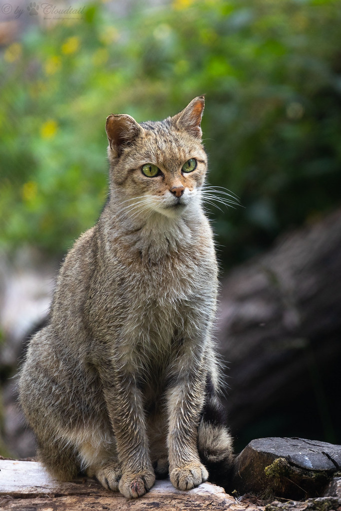 Preserving⁢ the Majesty: How Conservation ​Efforts Can Safeguard the Future of Wildcat Species