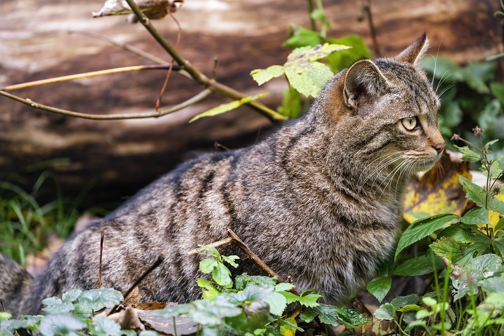 Untamed Tales of Majestic Wildcats: Discover the Roaming Royalty