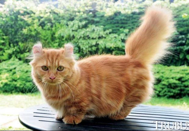 The Kinkalow Cat: Meet the Adorable Miniature Feline with a Big Personality