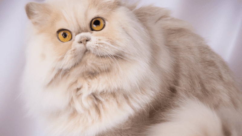 The British Longhair Cat: Unlocking the Mysteries of this Majestic Breed