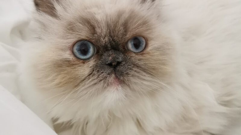 The Colorpoint Longhair Cat: A Majestic Feline Beauty