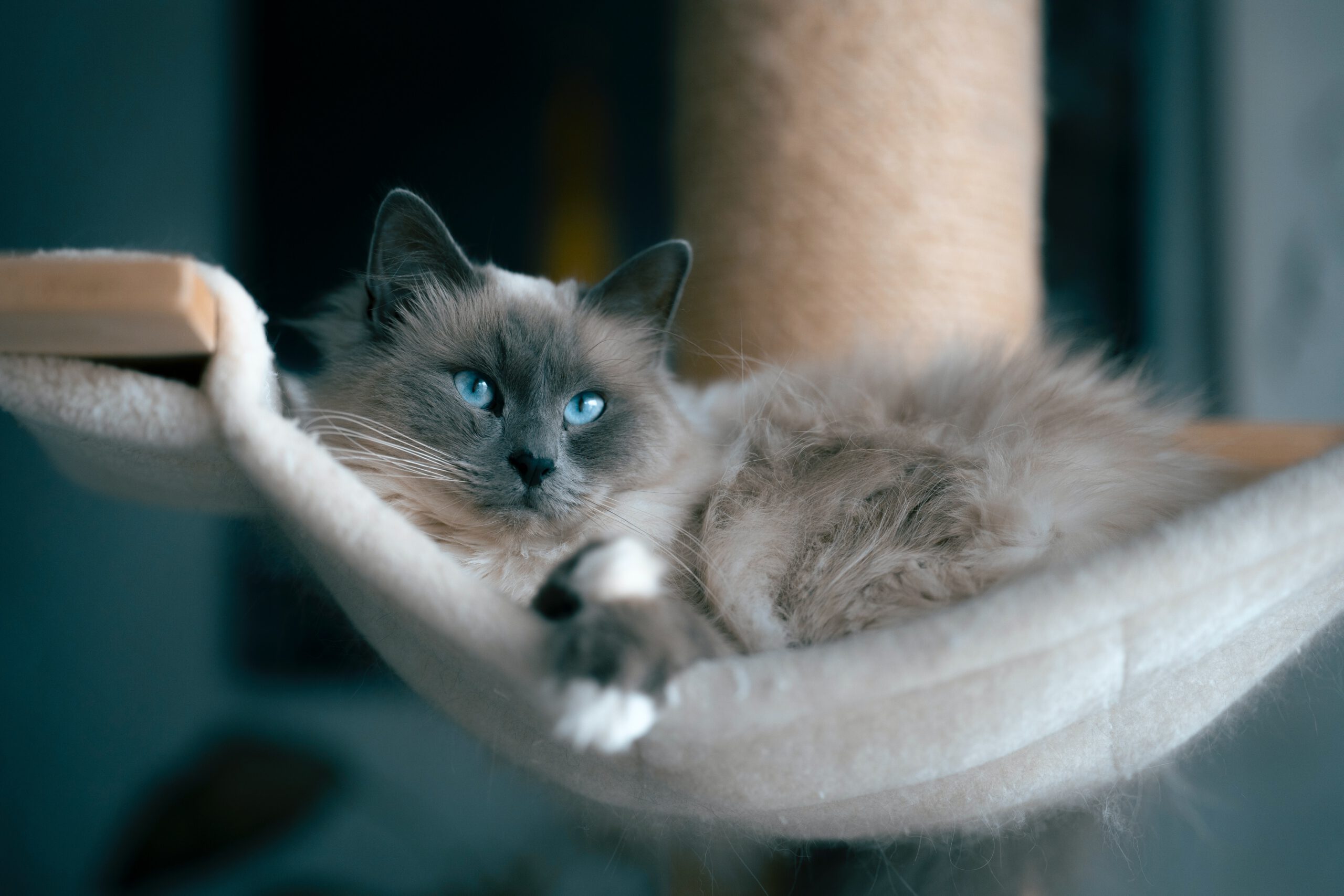 The Ragdoll Cat: Discover the Enchanting Fluffball Breed