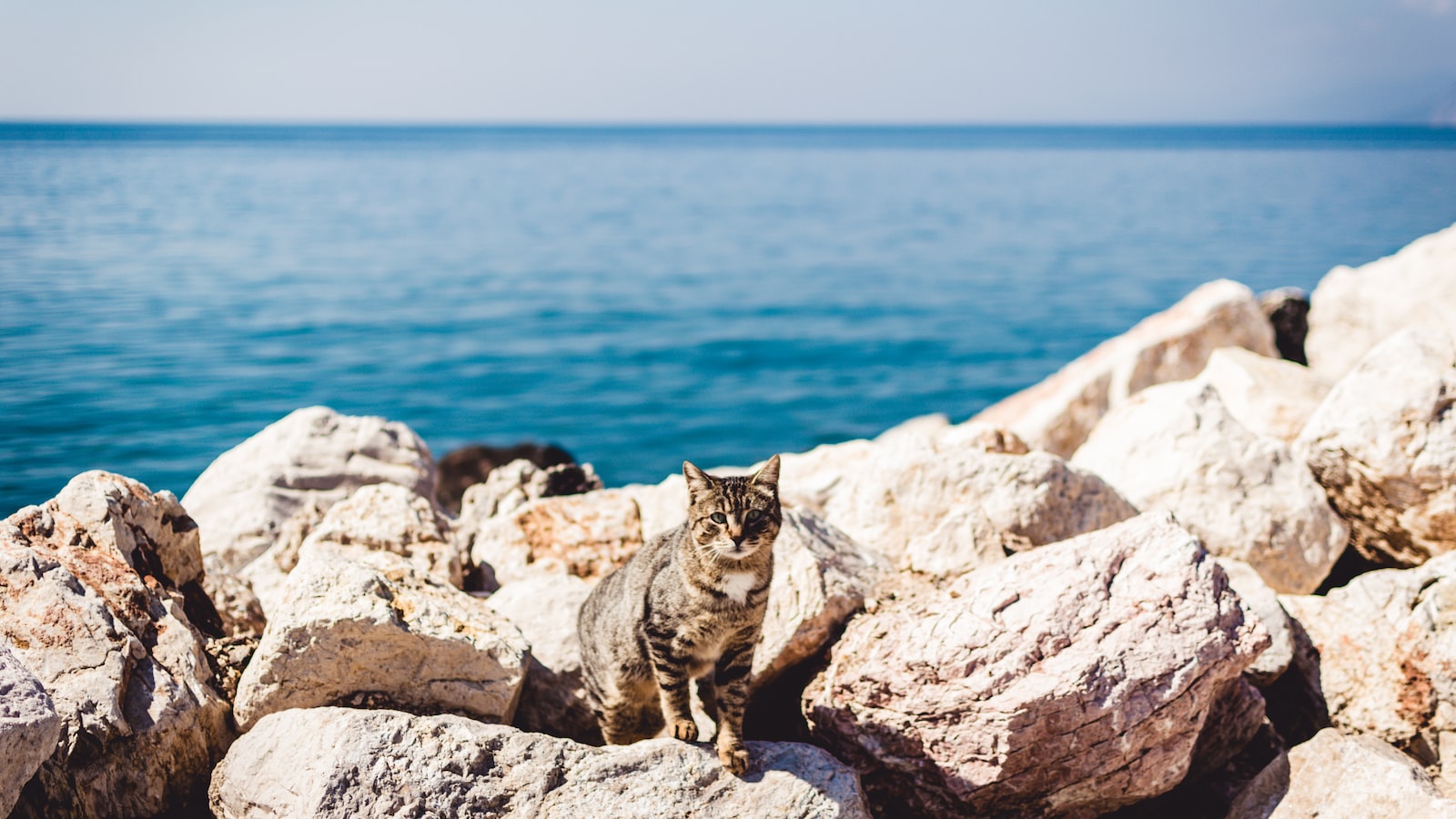 Aegean Cat: Character